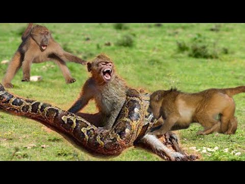 The Monkey Army Faces a Hungry Python - Can the Poor Monkey Survive?