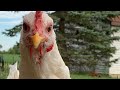 Backyard Chicken Care Essentials