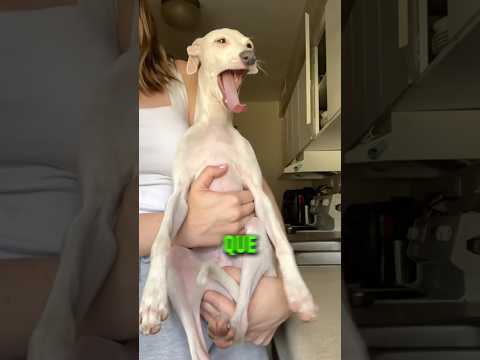 Este perro es muy tierno