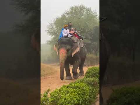 🐘✨ “Walking With Giants – Elephant Fun Park Adventure!” 🌿💚 /#shortvideo