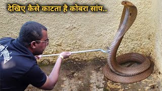 देखिए कैसे काटता है कोबरा सांप, खतरनाक गुस्सैल कोबरा सांप को कैसे किया काबू Cobra snake rescue