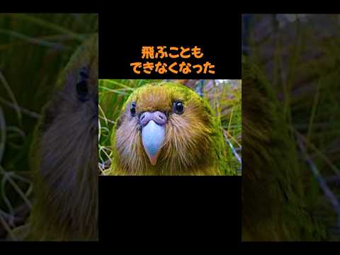 地球最弱カカポの可愛すぎる生態