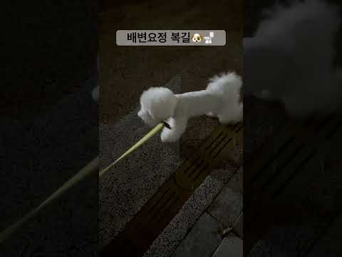 💩퍼포먼스 #강아지영상 #dogshorts #bichon #pets #퍼포먼스 #실외배변 #응가