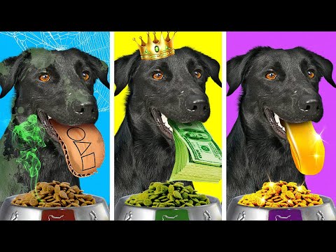 Magic Dog Grants Wishes! 😍 Rich vs Broke vs Giga-Rich Dogs