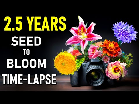 10 Most Beautiful Flower Growth Time Lapse Compilation