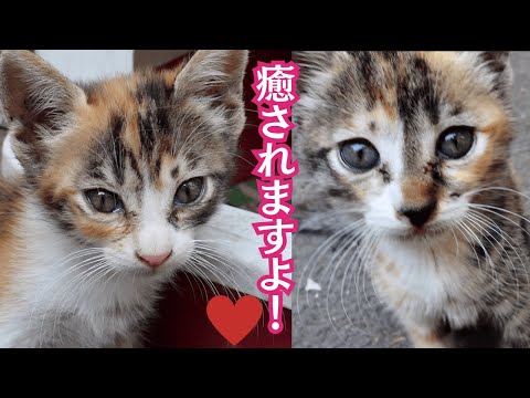 茶トラ、キジ、三毛、5匹の可愛い子猫！人懐こく育ってます！