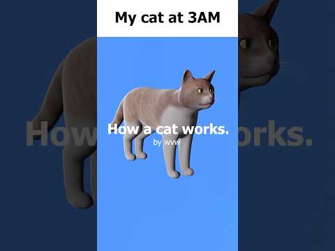 My cat at 3AM #memes