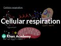 Cellular Respiration Concepts and Processes