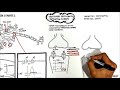 Neuronal Function and Excitability Concepts