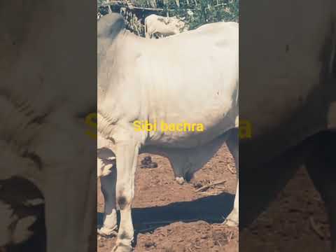 sibbi bacrha #cow #bakraeid
