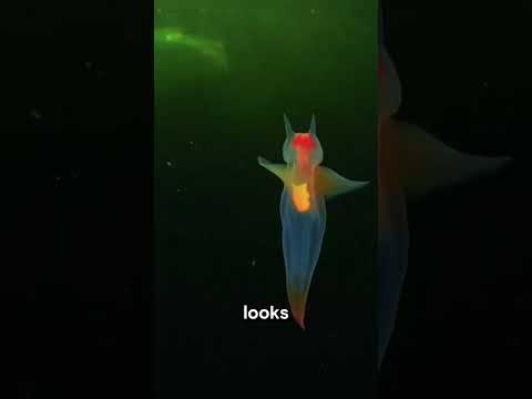 4 Transparent Animals That SHOULDN'T Exist