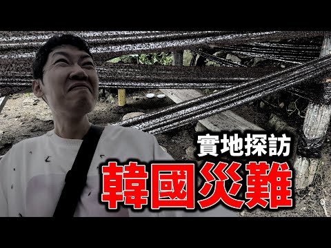 實地探訪韓國災難級蟲害現場！母巢超噁! ｜VLOG｜大耳朵TV