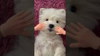 ASMR | Bai's Immersive Daily Care Spa