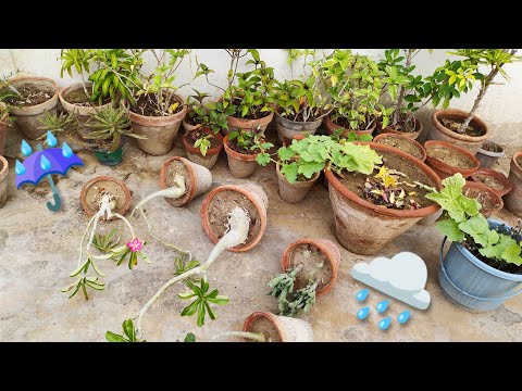 Don't Wait! Do THIS in Your Garden Right After The Rain Stops
