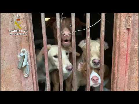 La Guardia Civil interviene 22 perros en estado deplorable y restos cadavéricos de otros 7