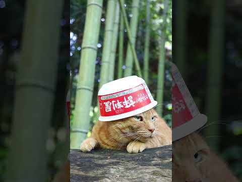猫の動画サムネイル - 評判屋 きざみ揚げうどん　250621 #cat #cute #猫のいる暮らし #ねこ #ねこ #ネコ #猫のいる生活　 #cutecat #pets