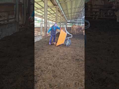 อดทนไว้เดี๋ยวมันก็ผ่านไป #farming #แรงงานไทยในต่างแดน #cow #สู้ๆ #cow