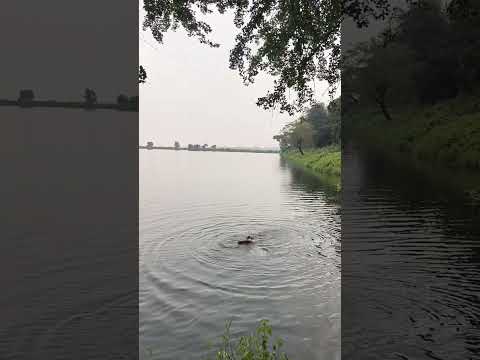 Dubta hua laash phir dikha #shorts