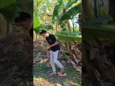 Cara mencari uang di pohon pisang