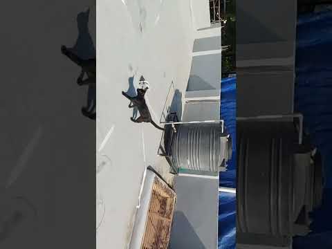 Cat in 🌞☀️☀️🌞 playing mood