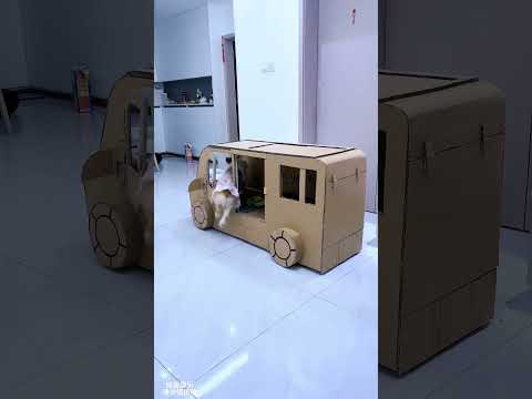 Dapian I am a high-end car cute baby and cute pet Director Mo and Dapian cute baby funny daily l