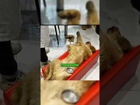 Encuentran un pobre perro herido y...❤️