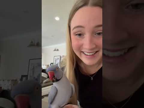 Hamlet helps me make breakfast! #youtubepartner #youtubeshorts