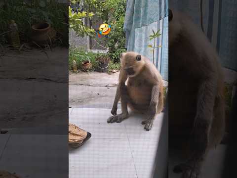 chal half half krte hain #fun #comedy #blackmonkey #enjoyment #treading #ytshorts #shorts
