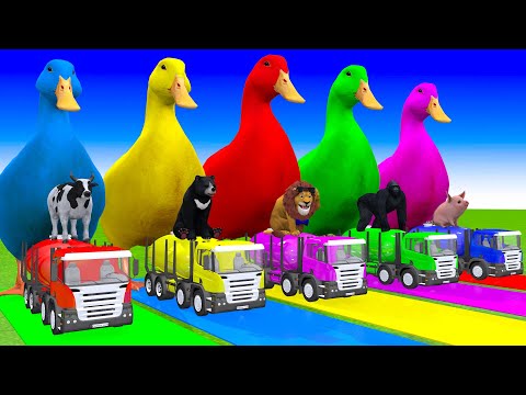 5 Giant Duck Cartoon,Cow,Elephant,Tiger,Lion,Gorilla, Paint Wild Animals Crossing Fountain Animation