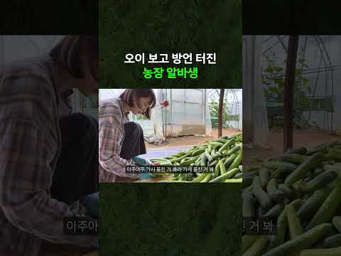 오이 보고 방언 터진 농장 알바생