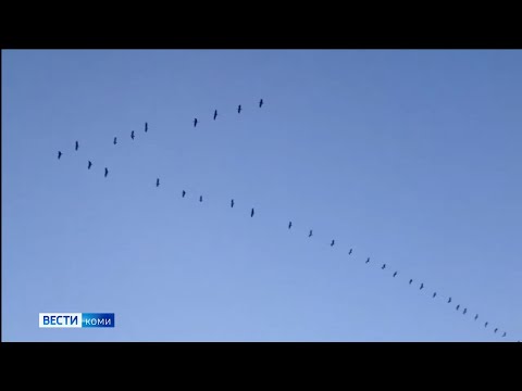Птицы Коми приступают к отлету в места зимовий