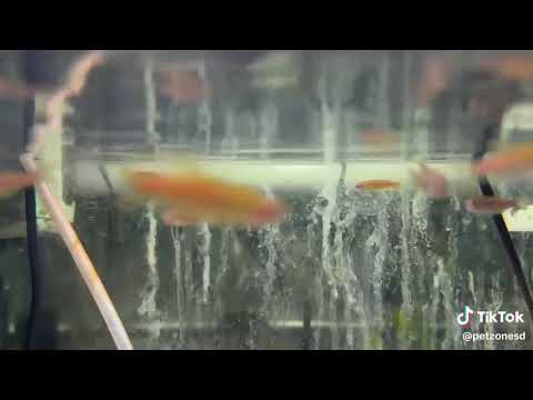 Glowlight Danio Glowlight Danio ✨🐟
Originating from Myanmar, the Glowlight Danio is a small, fast-swimming fish
