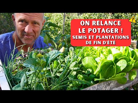 Semis et plantations de fin août /septembre - Nouveau souffle au potager