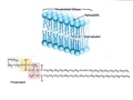 Phospholipid Bilayer Concepts