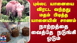 புல்லட் யானையை விரட்ட வந்தது மதம் பிடித்த யானையின் சாணம் - நாற்றத்தை வைத்தே நடுங்கி ஓடும்