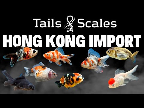 Hong Kong Import - Over 1000 Goldfish +Other Fish  You have been asking for them and they are finally here. The goldfish have arrived! We finally have 
