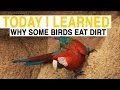 Macaws and Salt in the Western Amazon