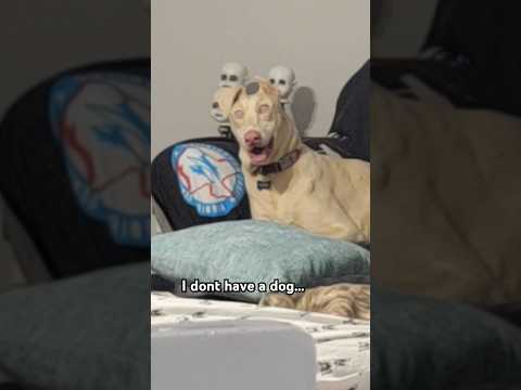 Remember this viral dog? She started our social media and we wouldn't be here without her. #dogshort