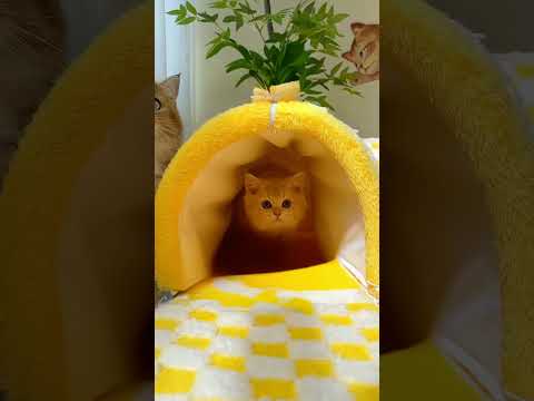 ▶️Product Link in Bio ( # 1203  ) @MaviGadgets 🛒Smart Cat Creative Interactive Bed Pet Tunnel