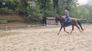 Dressage - lavoro in piano - daniel volante
