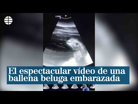 El increíble vídeo de la ecografía de una ballena beluga embarazada