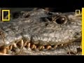 Understanding the Water Dickup and Nile Crocodile Relationship