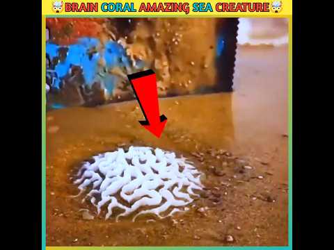 ??Brain Coral Amazing Sea Creature #shorts #viral #sea #brain #money #trending @AslamFacts