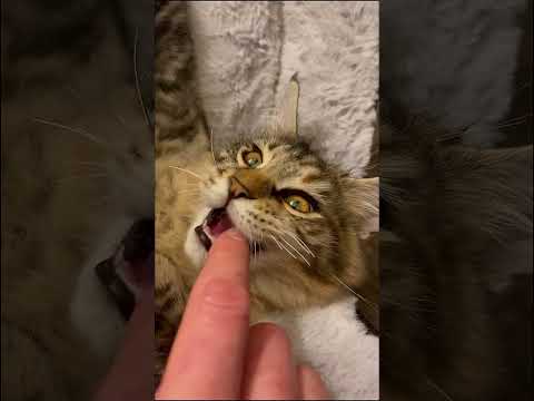 Kitten Modes - wait till the end 😂  ! #kittens #mainecoon #cat #funny #pets