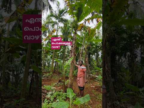 പ്രത്യേകതകൾ അറിയേണ്ടേ?#shortsfeed #shortvideo #shorts#theni #agriculturetips