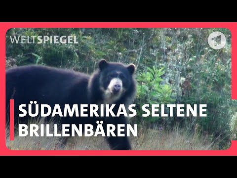 Hier lebt der echte Paddington Bär