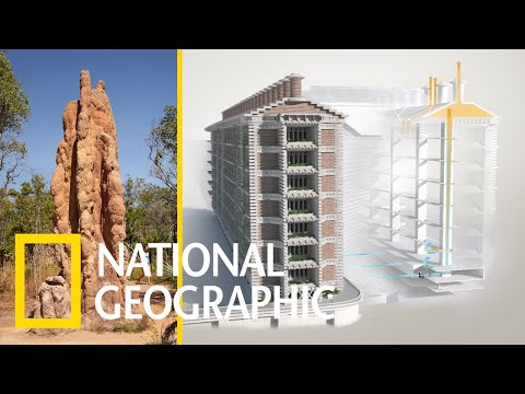 解碼自然：受到白蟻丘的啟發，這棟非洲大樓不用冷氣就能「自然涼」！《國家地理》雜誌 - YouTube