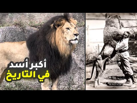 قصة أكبر أسد في العالم | الأسد البربري أو أسد الأطلس