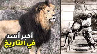 قصة أكبر أسد في العالم | الأسد البربري أو أسد الأطلس