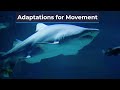 Adaptations of Marine Animals